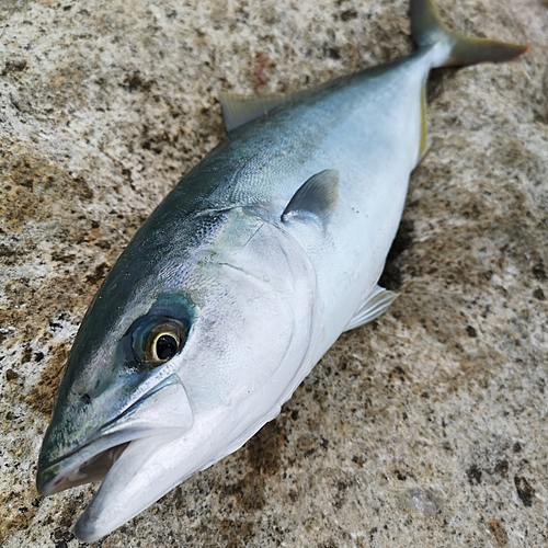 ハマチの釣果