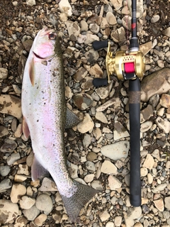 ニジマスの釣果