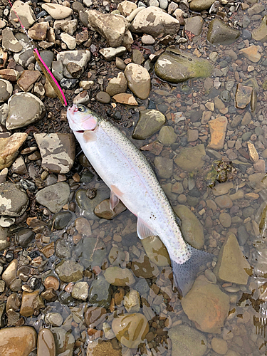 ニジマスの釣果