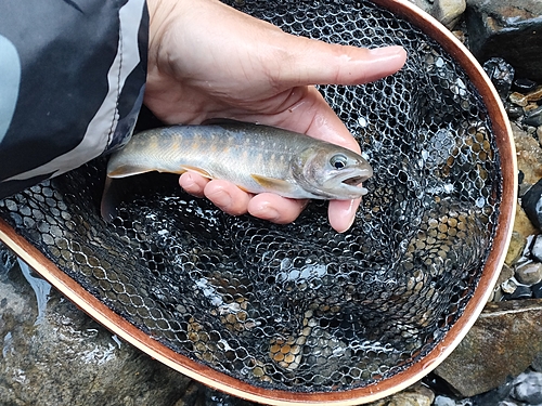 イワナの釣果