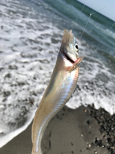 キスの釣果