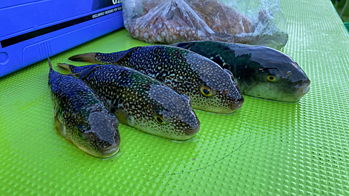 ショウサイフグの釣果