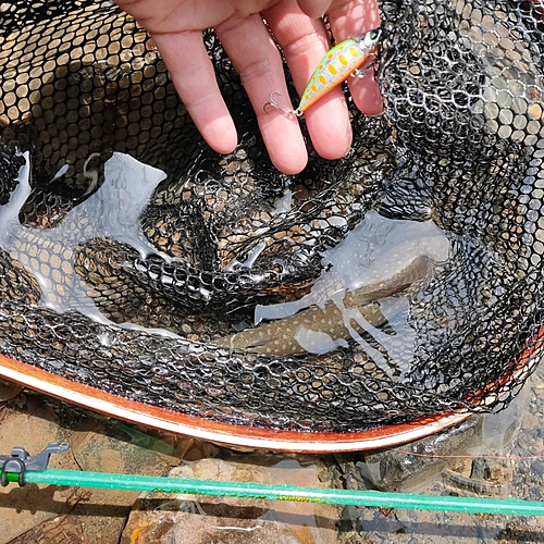 イワナの釣果