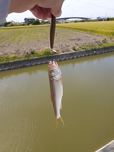 ハスの釣果