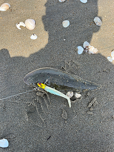 シタビラメの釣果