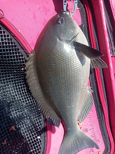 メジナの釣果