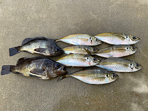 アジの釣果