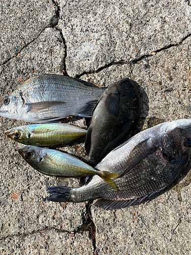 チヌの釣果