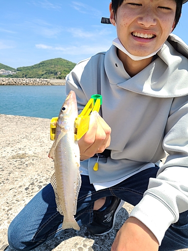 キスの釣果