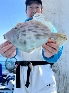 カワハギの釣果