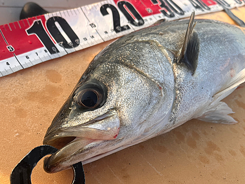 シーバスの釣果