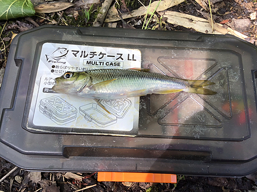 カワムツの釣果