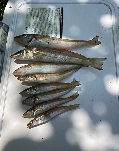 キスの釣果