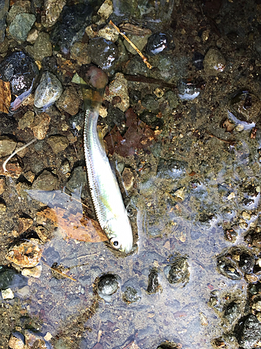 カワムツの釣果