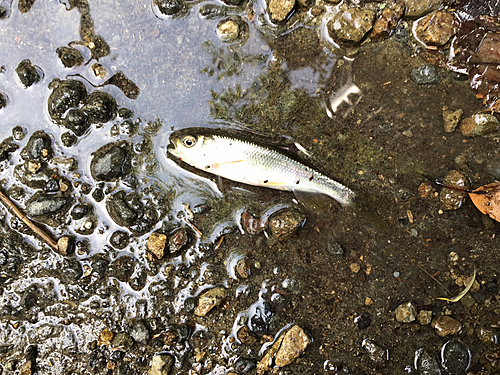 カワムツの釣果