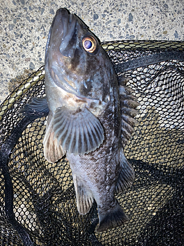 クロソイの釣果