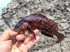 クジメの釣果