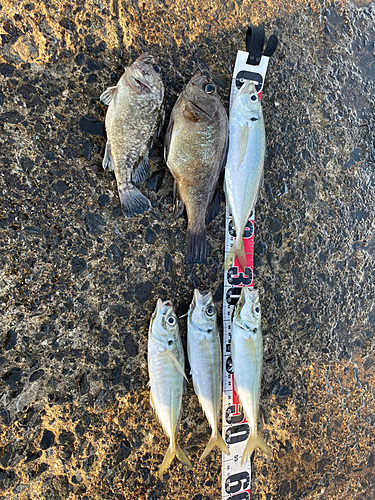 アジの釣果