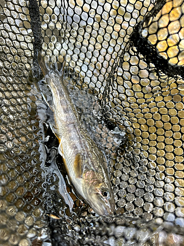 イワナの釣果