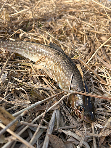 アメマスの釣果