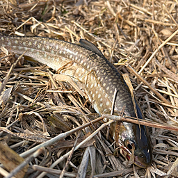 アメマス