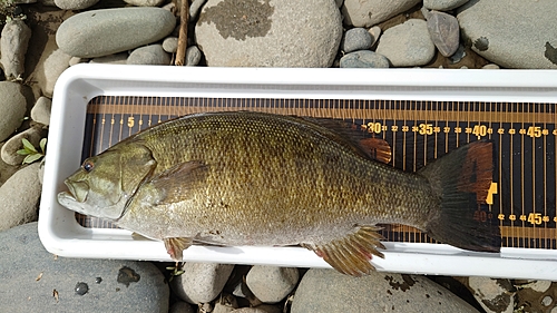 スモールマウスバスの釣果