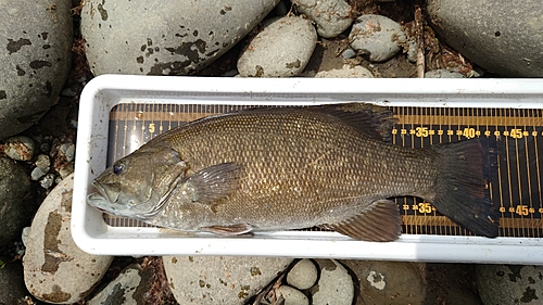 スモールマウスバスの釣果