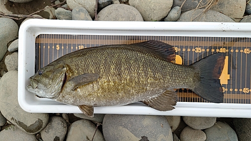 スモールマウスバスの釣果