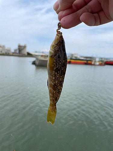 アイナメの釣果