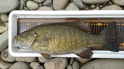 スモールマウスバスの釣果