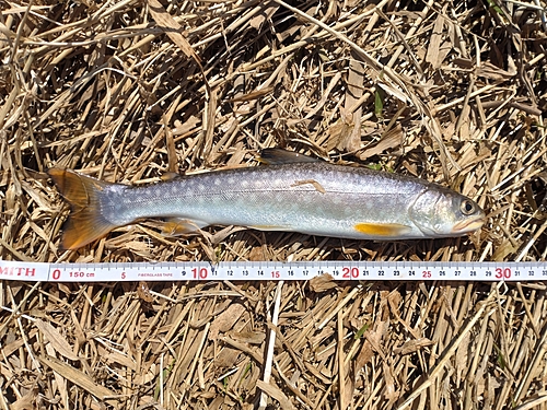 アメマスの釣果