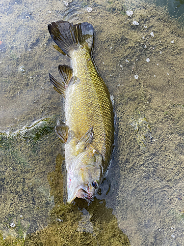 スモールマウスバスの釣果