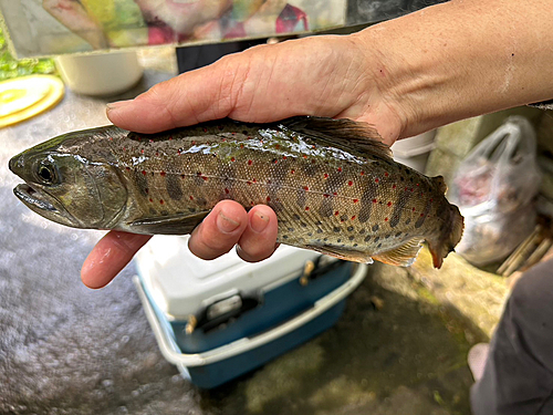 アマゴの釣果