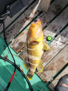 アオハタの釣果