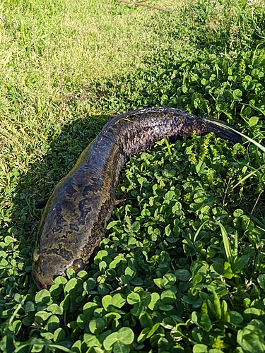 ライギョの釣果