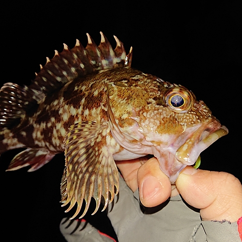 アラカブの釣果