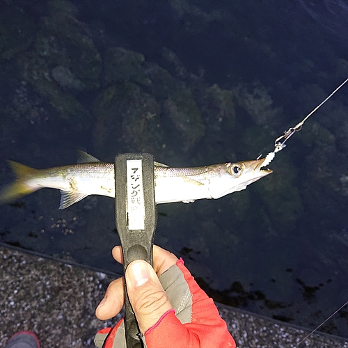 カマスの釣果