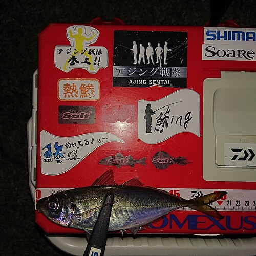 アジの釣果