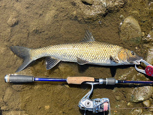 ニゴイの釣果