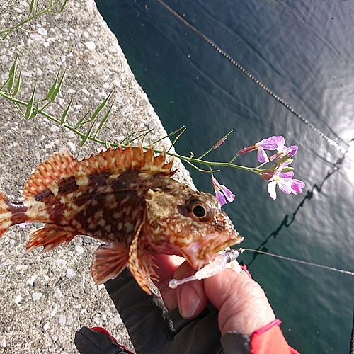 アラカブの釣果