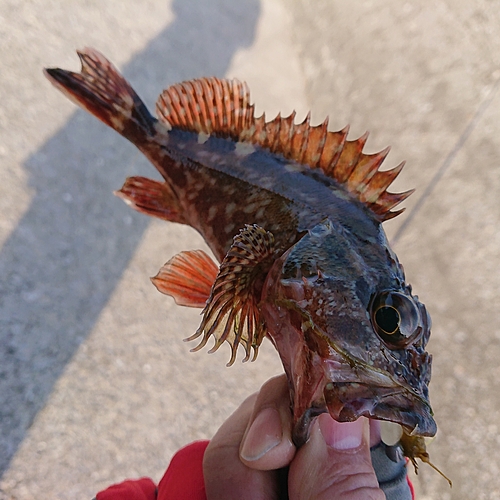 アラカブの釣果