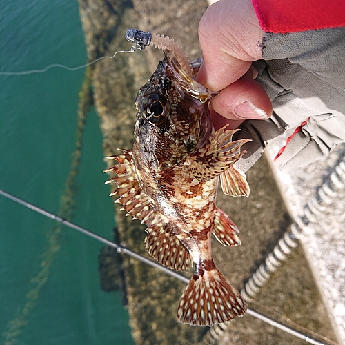 アラカブの釣果