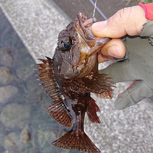 アラカブの釣果