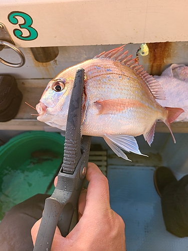 ハナダイの釣果