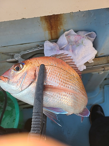 マダイの釣果