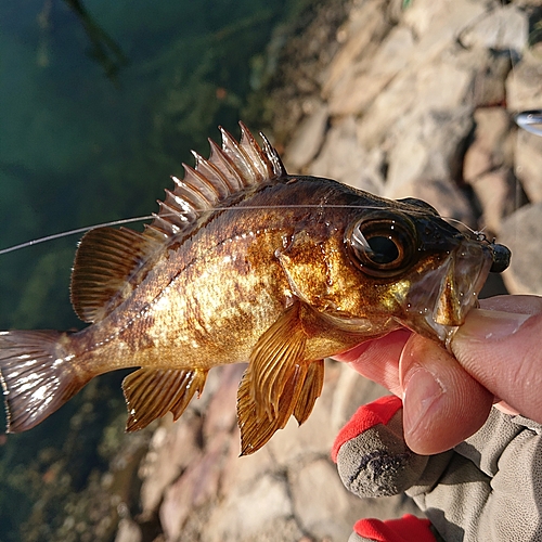 メバルの釣果