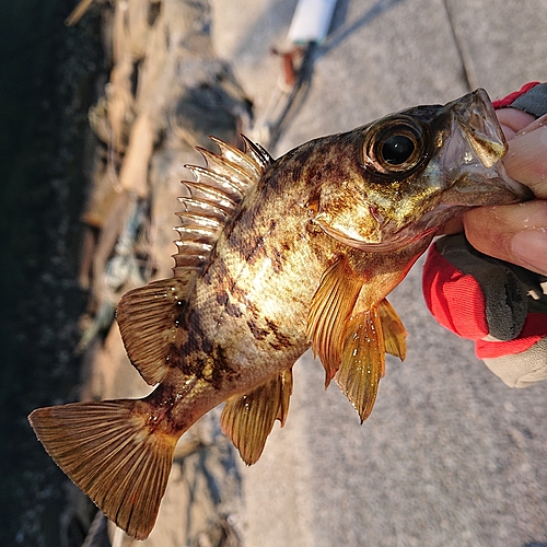 メバルの釣果