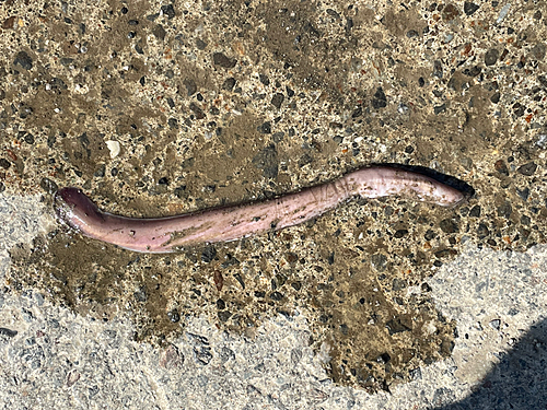 ヌタウナギの釣果