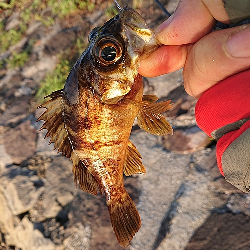 メバルの釣果