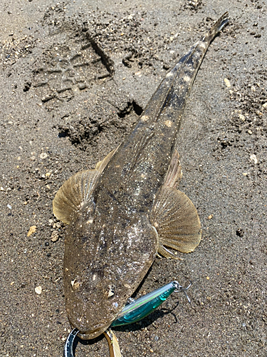 マゴチの釣果